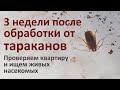 Квартира через 3 недели после обработки от тараканов