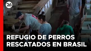 brasil-un-refugio-improvisado-salva-a-cientos-de-perros-luego-de-las-inundaciones