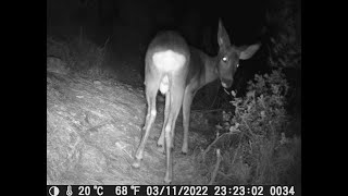 Fototrampeo Corzo (Capreolus capreolus)