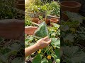 I Grew a Triangle Cucumber 🥒