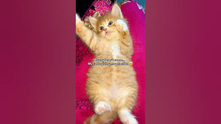 Video 11705591: purr, cat kitten cute