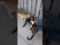 Мама бди над вас ❣ #catshorts #kitten