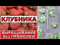 КЛУБНИКА от такого способа посадки  не откажусь НИКОГДА