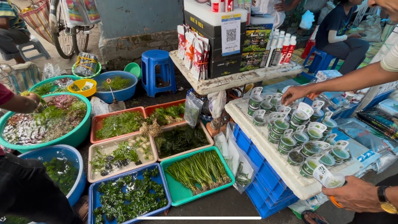 Aquarium Plants Price In Kolkata | Aquarium Accessories In Galiff Street | Turtle, Betta Tank, co2