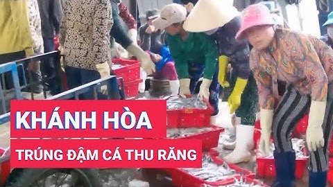 Khánh Hòa: Ngư dân trúng đậm cá thu răng