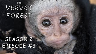 Orphan Baby Vervet Monkeys Play In Disneyland  The Vervet Forest  Season 2 Episode 3