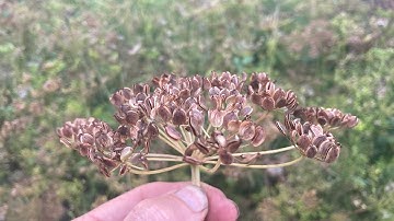 Harvesting Parsnip Seeds