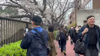 An Hour Long Walk By the Meguro River With Sakura in Full Blossom