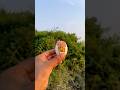 Survival Skills:SMARTideas andUseful in forest#survival #useful #ideas #smart #shorts #camping