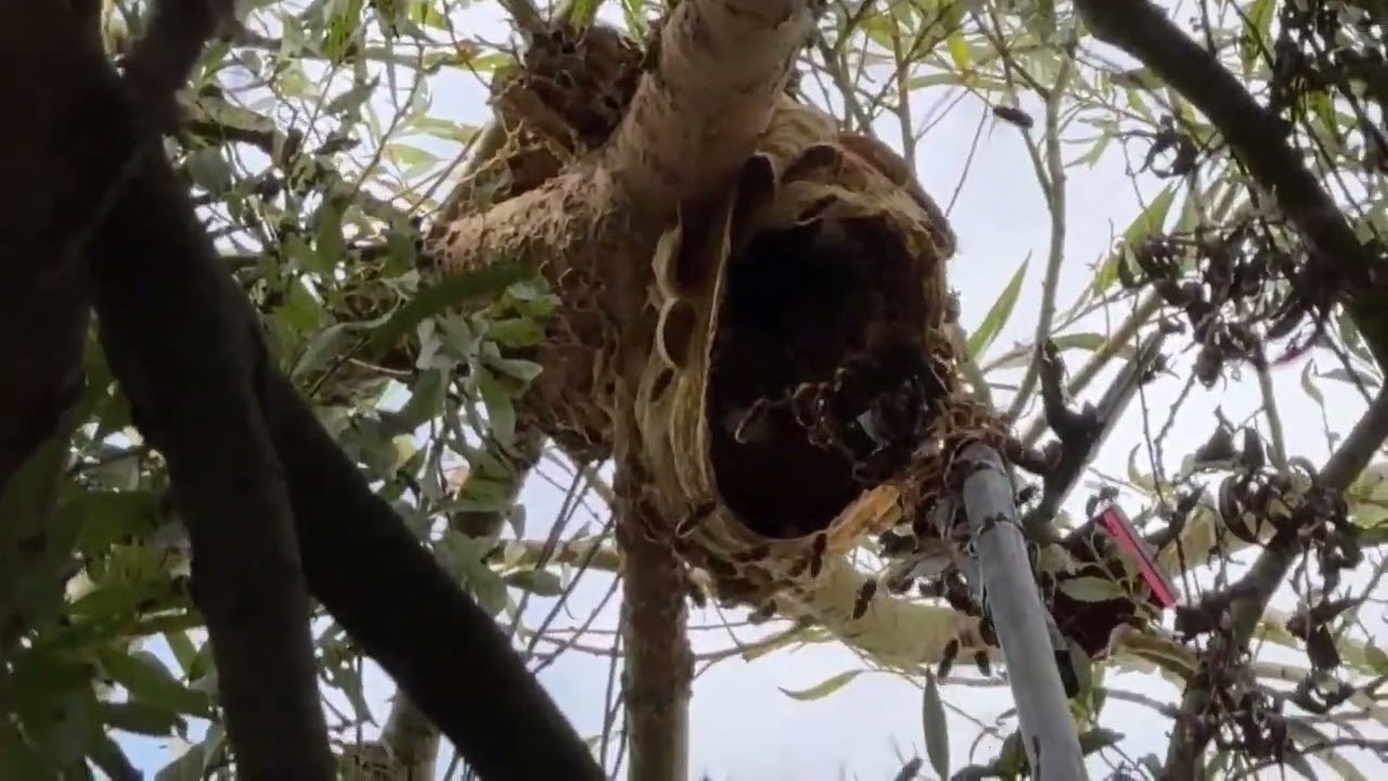 Quand le frelon européen reprend le territoire du frelon asiatique