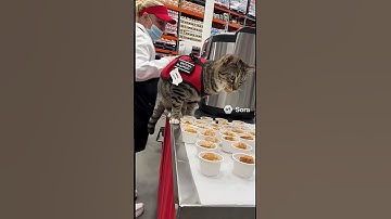 The purrrfect crime 😮 kitty stealing samples #sora #ai #lol