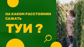 На каком расстоянии посадить туи?