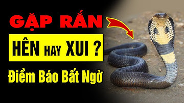 Gặp Rắn HÊN hay XUI ? Điềm Báo Bất Ngờ Cần Biết Ngay | Phong Thủy Và Sức Khỏe