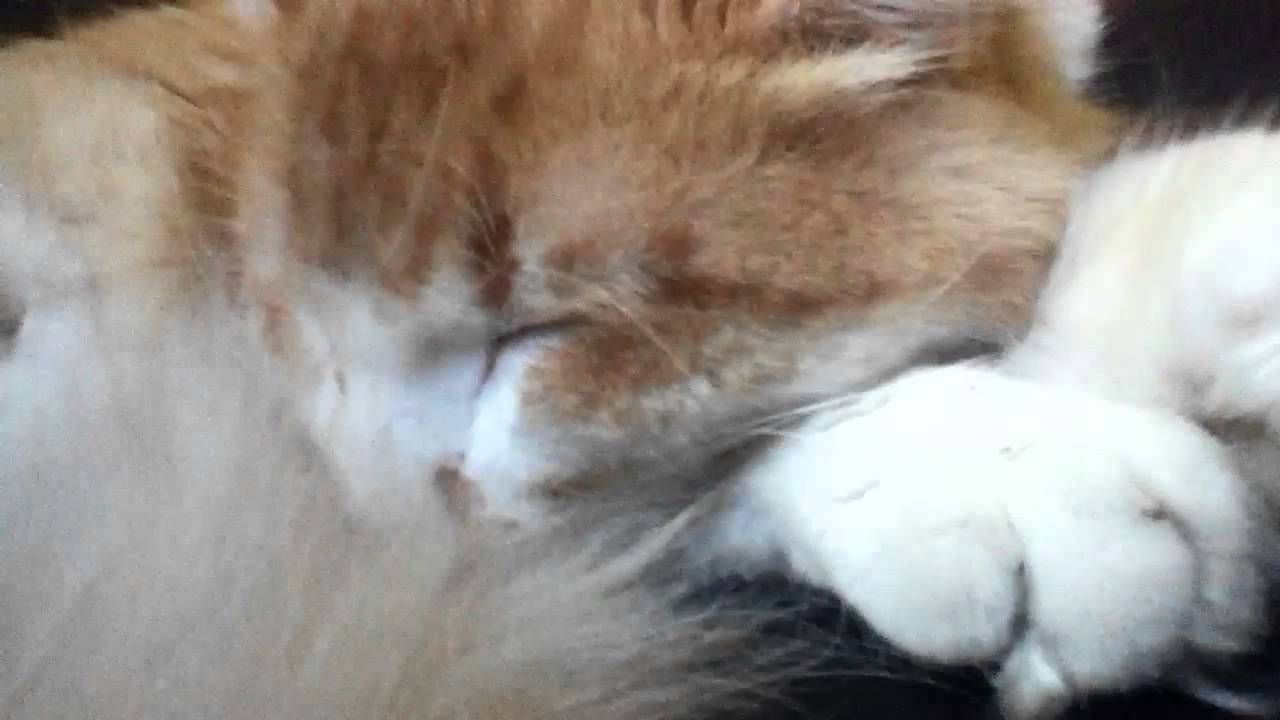 Our new CAT! : ) - YouTube