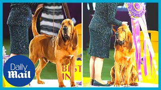 Cute moment first ever bloodhound wins Westminster Dog Show