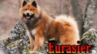 Race : L'eurasier