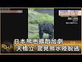 日本熊患擴散加劇 「天橋立」驚見熊水陸脫逃｜方念華｜FOCUS全球新聞20260615 @tvbsfocus