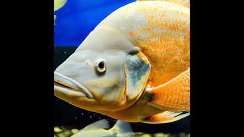 Ai generated 2 joke: sense