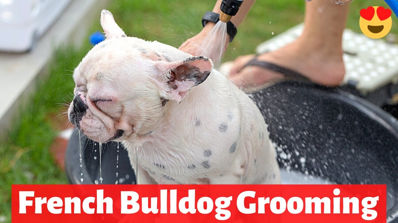 How to Groom a French Bulldog? What do you need to properly Groom a Frenchie? YouTube