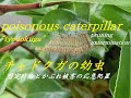 #9 チャドクガの幼虫の剪定防除と、かぶれの応急処置 poisonous caterpillar   pruning extermination and first aid for the rash