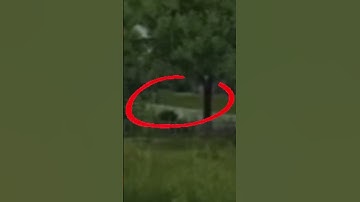 WHEN DayZ PVP Distraction Tactics Work To PERFECTION #shorts