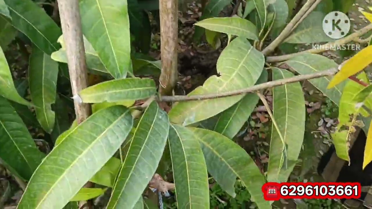 थाईलैंड का लाल आम मंजूर आया है ऐसी ब्रांचेस पौधे चाहिए तो न्यू सुहाना नर्सरी पर मिलेगा 