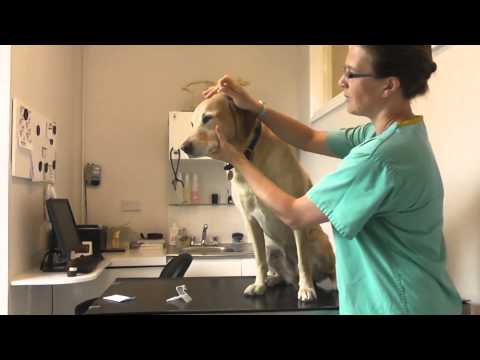 How to do a Schirmer tear test
