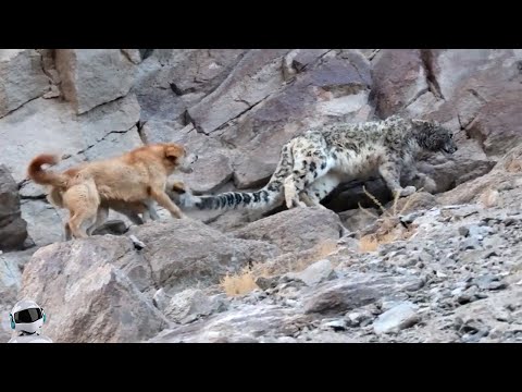 Видео: Стая Собак Напала На Барса / Случаи с Животными Снятые На Камеру