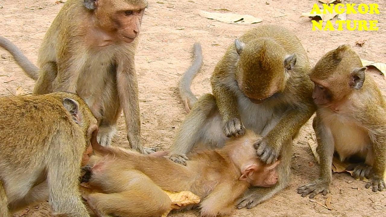 Awesome monkey! Axel get nursing from baby monkey in Amri Troop | Angkor Nature