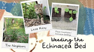 Weeding the Echinacea Bed