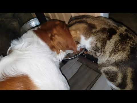 პანგო ეპანიოლ ბრეტონი vs კატა