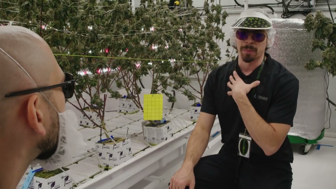 Lighting for Quality:  How Intercanopy Lighting Can Help Your Grow