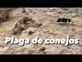 plaga de conejos con perros