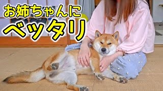 帰省したお姉ちゃんにベッタリの柴犬てぃーだ、お姉ちゃんが外出すると悲しくなってしまう…