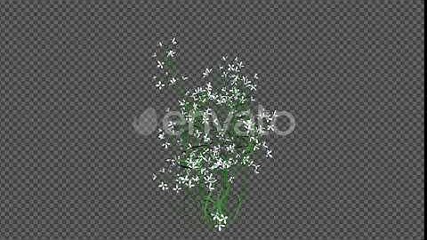 White Flowers | Motion Graphics - Envato elements