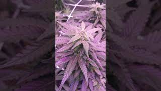 4 phantom 1xl's & farred bloomenhancer update week5