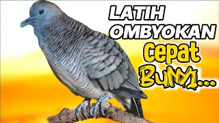 Perkutut lokal alam MANGGUNG gacor || melatih perkutut ombyokan cepat bunyi