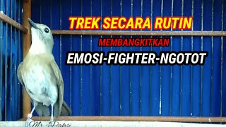 Trek SRDC dapat menstabilkan Emosi dan Birahi-SRDC Gacor Fighter