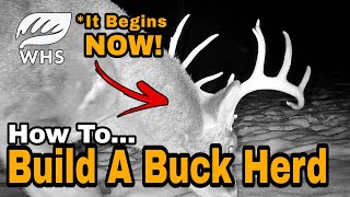Why You Don&#39;t See More Bucks On your Land