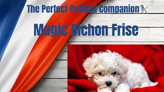 🌟 Bichon Frise Unleashed: Your Complete Guide To The Perfect Puffball Companion! 🐾🐩