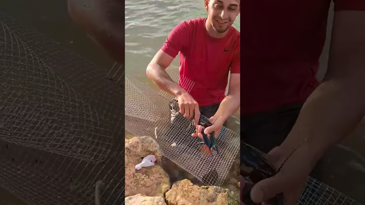 Pesca de langostines!!! Más de 7 masas video completo #catch #fishing #pesca