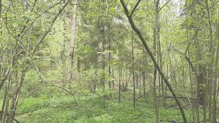 Просто майский лес 🌲 Просто пение птиц 🐦 Просто счастье 😌☀️