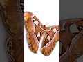 The Giant Atlas Moth is Unreal 😳🦋