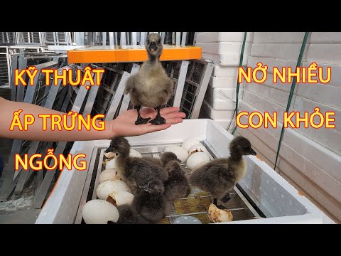 Video: 3 cách để ấp trứng ngỗng