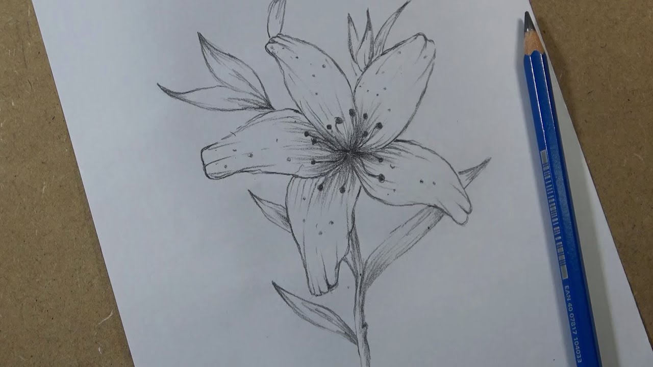How to Draw a Lily Flower easy - step by step | Hihi Pencil - YouTube