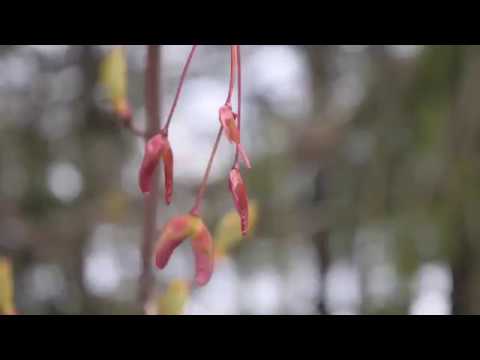 Video: Planting a Silver Maple Tree: Lär dig om Silver Maple Tree Growth