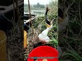 Cormorant Eating Fish: Nature’s Skillful Hunter
