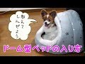 【悪戦苦闘】ドーム型ベッドに犬を入らせる作戦は…