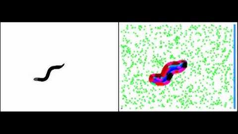 C. elegans simulations with SIFT descriptors