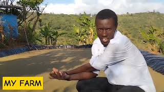 Azolla farming!Meet James who makes money by selling Azolla to poultry farmers in Kenya ,Africa